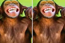 Chết cười với những chú khỉ “lầy lội” 