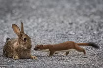 Chồn nhỏ bé hạ gục thỏ lớn gấp 4 lần