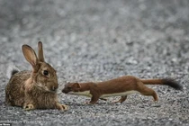 Chồn nhỏ bé hạ gục thỏ lớn gấp 4 lần