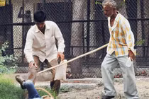 Kinh hoàng bé trai bị khỉ “điên” tấn công trọng thương