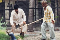 Kinh hoàng bé trai bị khỉ “điên” tấn công trọng thương