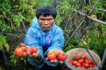 Nông dân Hưng Yên đắng cay với... rau, quả