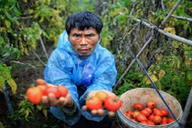 Nông dân Hưng Yên đắng cay với... rau, quả