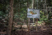 Cảnh tượng ám ảnh bên trong khu rừng tự sát ở Nhật Bản 