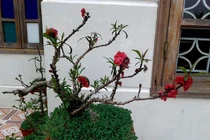 Tranh nhau mua nhánh đào thất thốn bằng chiếc đũa