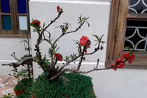 Tranh nhau mua nhánh đào thất thốn bằng chiếc đũa