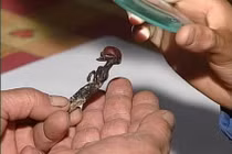 Kỳ bí xác chết sinh vật tí hon dị hình nhất hành tinh 