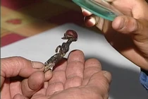 Kỳ bí xác chết sinh vật tí hon dị hình nhất hành tinh 