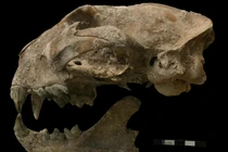 Bên trong mộ cổ "mỹ nữ Maya" có gì đặc biệt? 