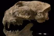 Bên trong mộ cổ "mỹ nữ Maya" có gì đặc biệt? 