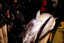 Cá ngừ có giá kỷ lục hơn 250 triệu đồng/kg gây choáng váng