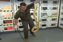 Video: Con rắn cực độc, có thể đoạt mạng 100 người chỉ bằng một vết cắn