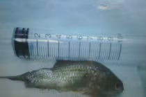 Hi hữu: Suýt chết vì cá rô sống chui vào họng