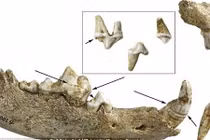 Phát hiện bất ngờ trong ngôi mộ cổ chứa bộ xương chó