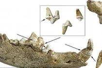 Phát hiện bất ngờ trong ngôi mộ cổ chứa bộ xương chó
