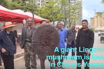 Sửng sốt trước cây nấm linh chi 10 kg quý hiếm to như cái ô