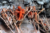 5 “nghĩa địa” lộ thiên đáng sợ nhất hành tinh