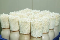 Tự trồng nấm kim châm tại nhà rất dễ, 2 tuần là ăn “đã đời”