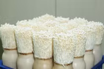 Tự trồng nấm kim châm tại nhà rất dễ, 2 tuần là ăn “đã đời”