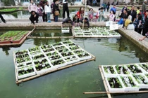 Nhà máy bỏ hoang biến thành cánh đồng nổi mát mắt