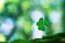 Người hồn nhiên thì sẽ bình yên...