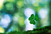 Người hồn nhiên thì sẽ bình yên...