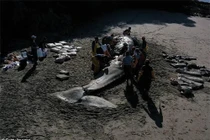 Cá voi xám chết, liên tục dạt vào bờ Vịnh San Francisco