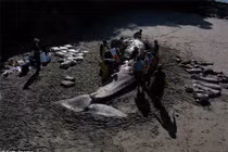 Cá voi xám chết, liên tục dạt vào bờ Vịnh San Francisco