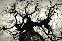 Hãi hùng quái vật cây ăn thịt người vùng Trung Mỹ 