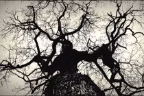 Hãi hùng quái vật cây ăn thịt người vùng Trung Mỹ 