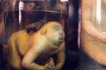 Bên trong bảo tàng rùng rợn nhất thế giới