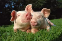Vì sao lợn được xem là loài vật siêu may mắn? 
