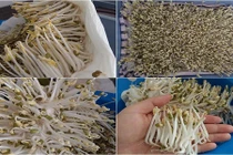 Bí kíp làm giá đỗ không cần tưới nước đủ ăn cho cả tuần 