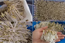 Bí kíp làm giá đỗ không cần tưới nước đủ ăn cho cả tuần 