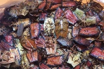 Bọ xít non mùi hôi đáng sợ: Đắt hơn bò Mỹ, rang ăn cả cân