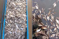 Campuchia: 68 tấn cá chết tại khu dự trữ sinh quyển thế giới