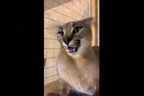 Nàng mèo rừng châu Phi bỗng dưng nổi tiếng nhờ đôi tai biết… nhảy