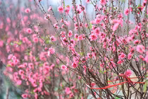 Mua đào về trưng dịp Tết: Đừng chủ quan