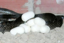 Xem trại rắn khủng miền Tây vào mùa đẻ trứng