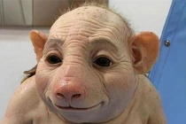 Thực hư người lợn xuất hiện ở Trung Quốc