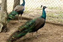 Chim công ngũ sắc đột biến giá hàng chục triệu