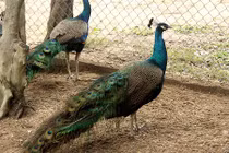 Chim công ngũ sắc đột biến giá hàng chục triệu