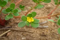 Ngồi trên đống "thần dược" ngỡ rau quả dại, người Việt liệu có biết?