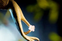 Công năng của phước báo