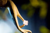 Công năng của phước báo