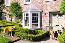 Đại gia chơi trội, chi 1,6 tỷ cho... chó nghỉ dưỡng 