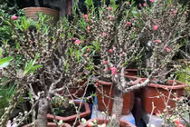 Thực hư đào mini Trung Quốc ngập chợ Việt hét giá tiền triệu