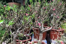 Thực hư đào mini Trung Quốc ngập chợ Việt hét giá tiền triệu