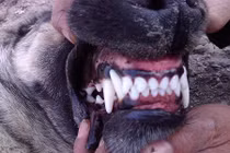 Video: Loài chó có cú cắn hủy diệt giết pitbull trong chớp nhoáng