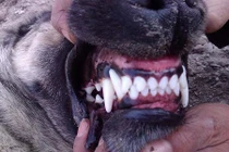 Video: Loài chó có cú cắn hủy diệt giết pitbull trong chớp nhoáng